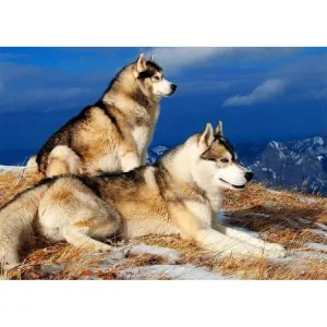 Two DogsPictures  - Full Diamond Painting - 40x30cm
